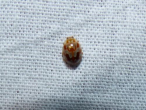 Myrrha octodecimguttata